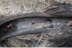 Photo Textures of Wood